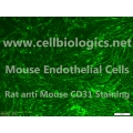 C57BL/6 Mouse Primary Pulmonary Artery Endothelial Cells